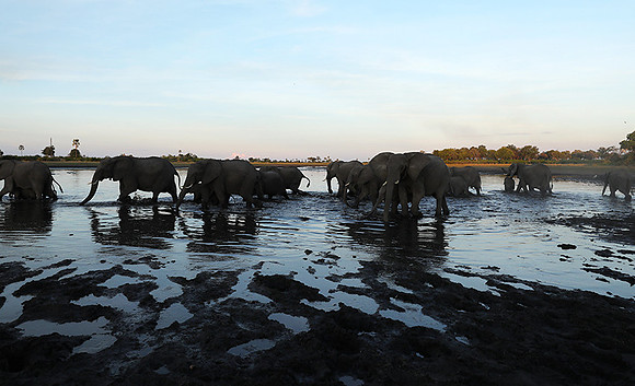 Delta of Okavango