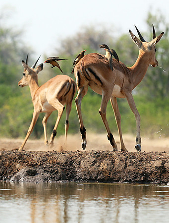 At the waterhole - Mashatu game reserve
