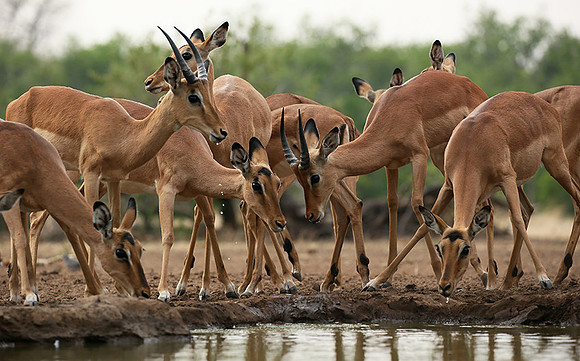 At the waterhole - Mashatu game reserve