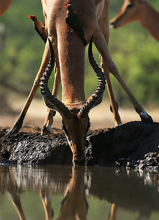 At the waterhole - Mashatu game reserve