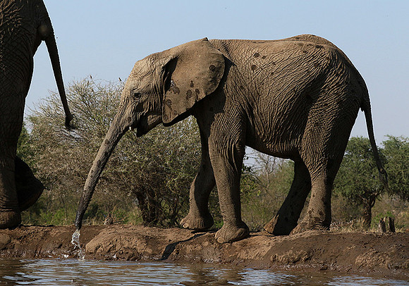 Mashatu : at the waterhole