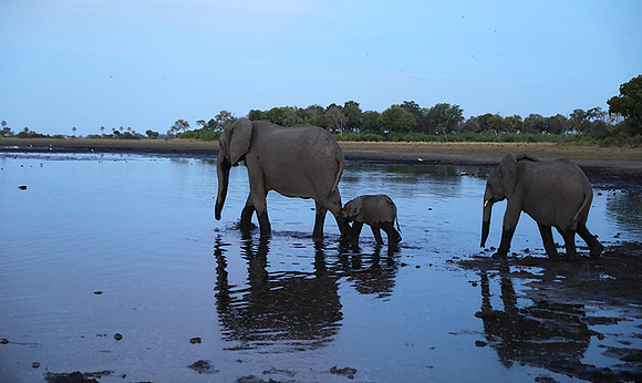 Delta of Okavango