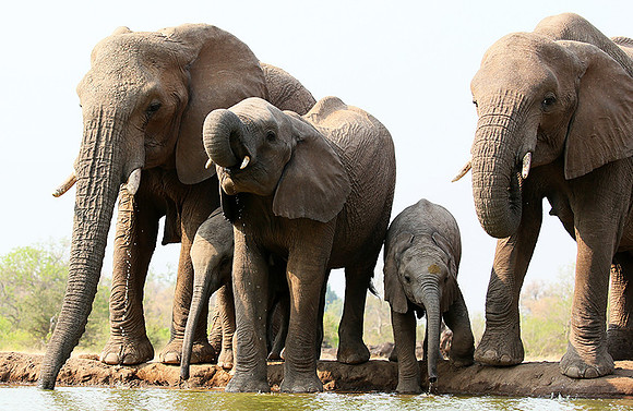 Mashatu game reserve