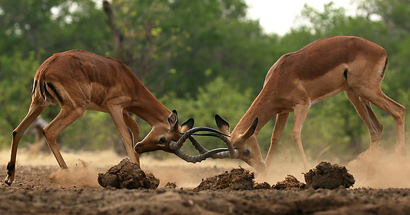 At the waterhole - Mashatu game reserve