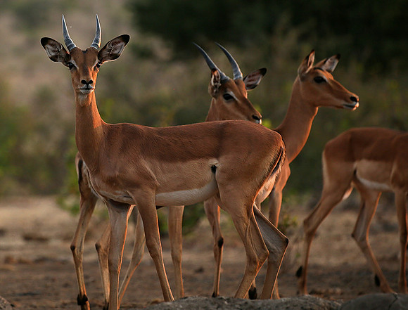 At the waterhole - Mashatu game reserve
