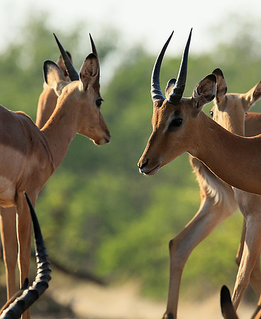 At the waterhole - Mashatu game reserve