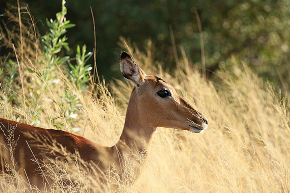 Delta of okavango