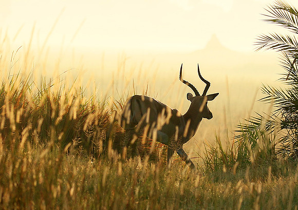 Delta of okavango