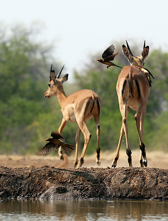 At the waterhole - Mashatu game reserve