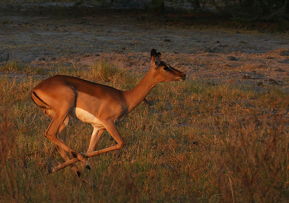 Delta of okavango