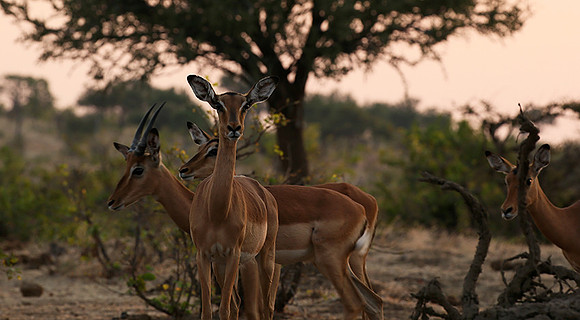 At the waterhole - Mashatu game reserve