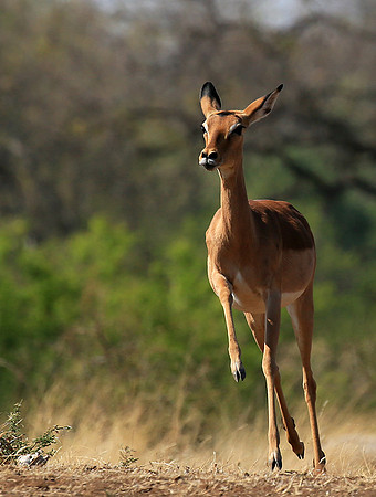 At the waterhole - Mashatu game reserve