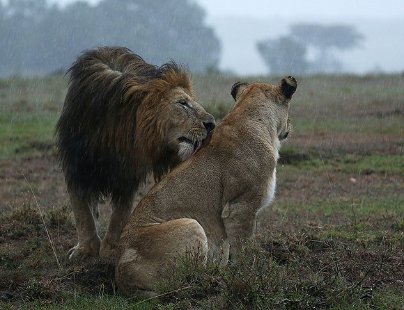 Masaï Mara