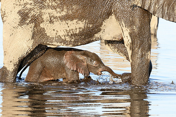 Delta of Okavango