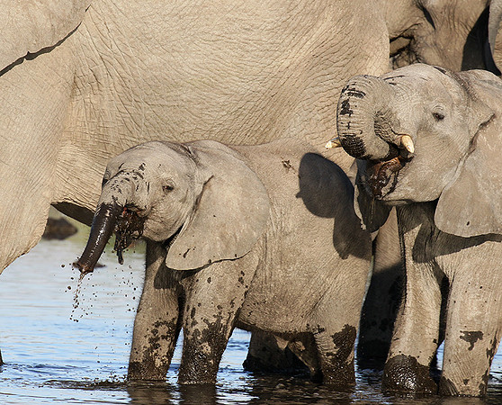 Delta of Okavango