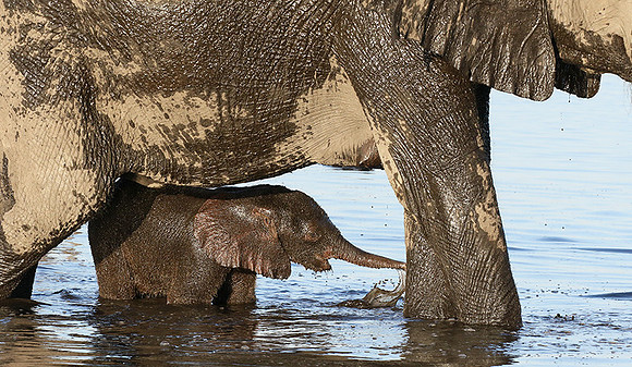 Delta of Okavango