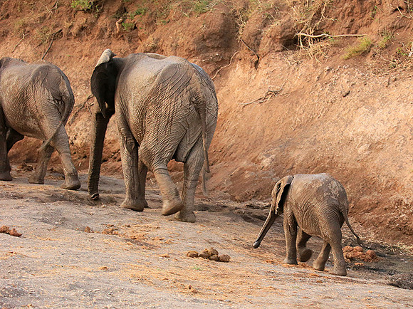 Mashatu game reserve