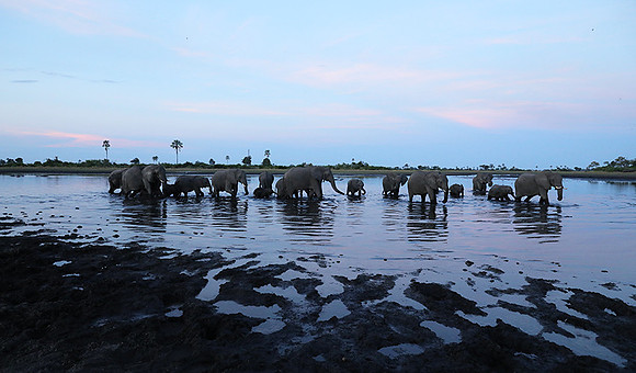 Delta of Okavango