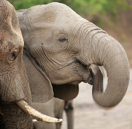 Mashatu game reserve