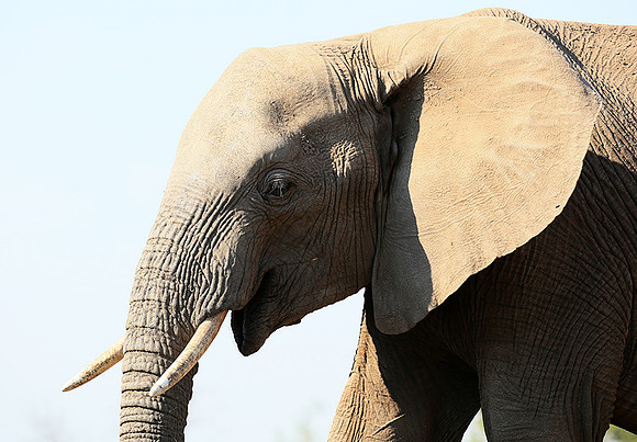 Mashatu game reserve