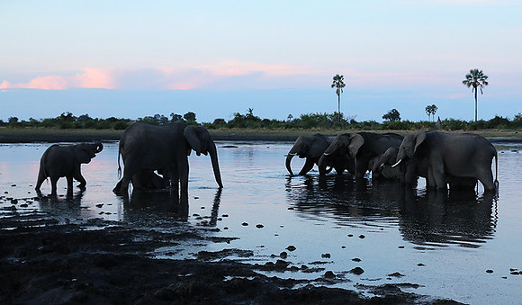 Delta of Okavango
