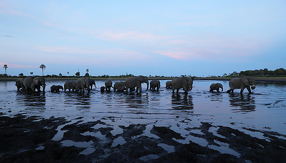 Delta of Okavango