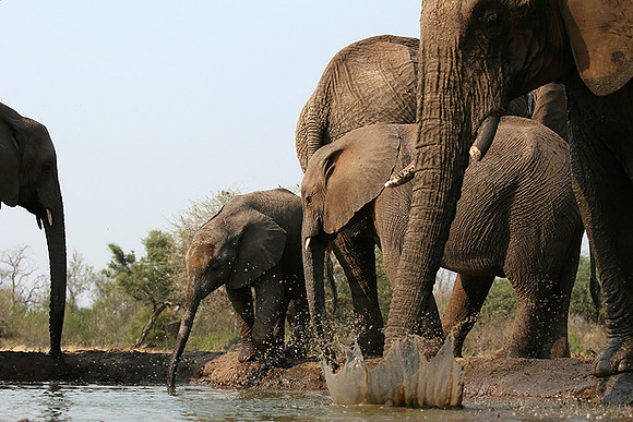 Mashatu game reserve