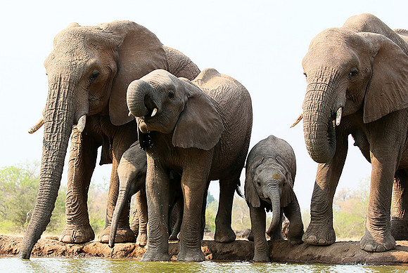 Mashatu game reserve