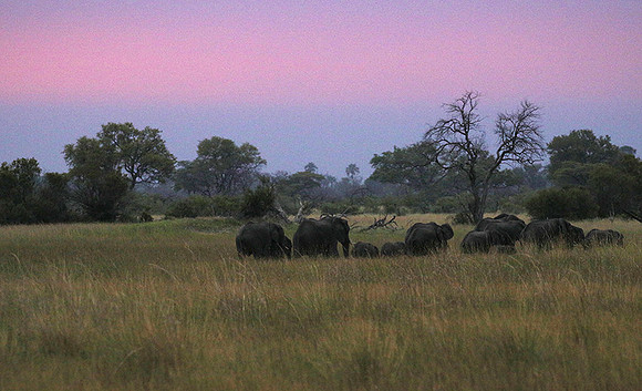 Delta of Okavango