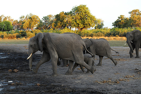 Delta of Okavango - Abu concession