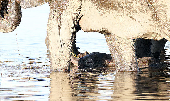 Delta of Okavango