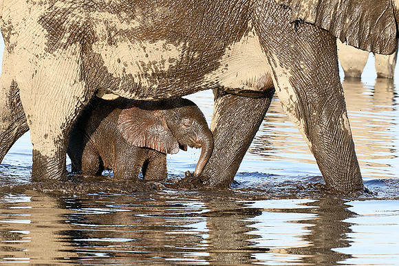 Delta of Okavango