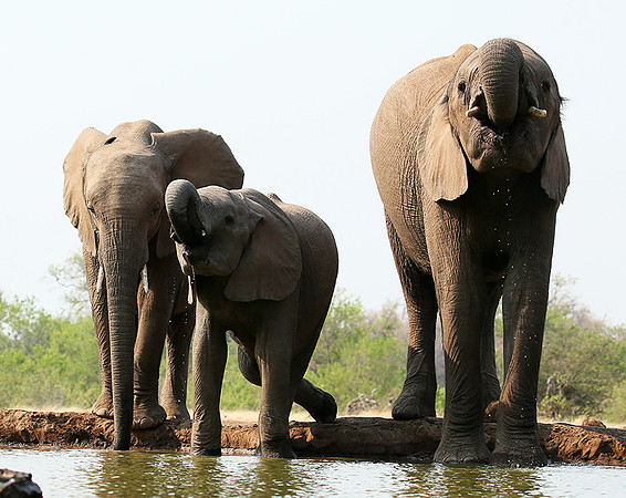 Mashatu game reserve