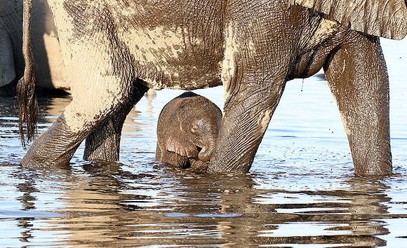 Delta of Okavango