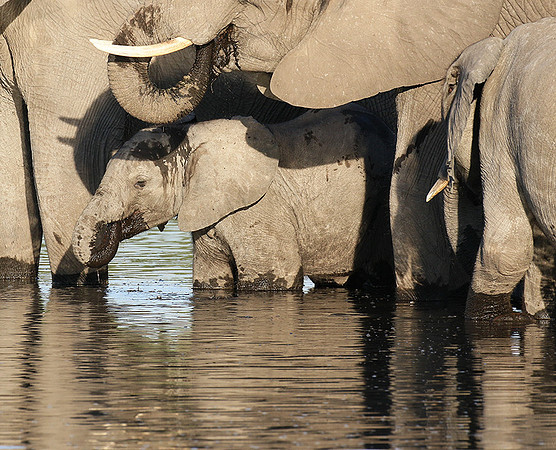 Delta of Okavango