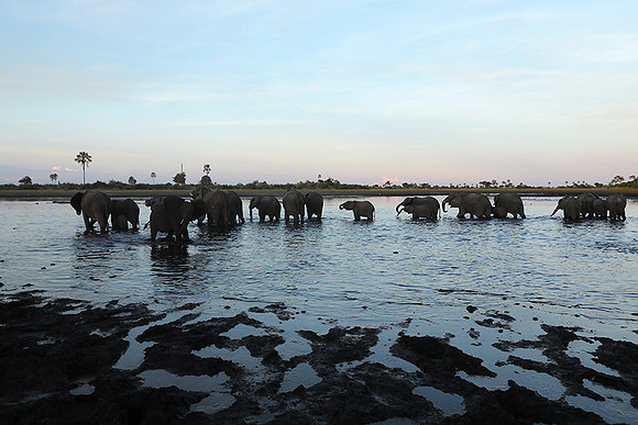 Delta of Okavango