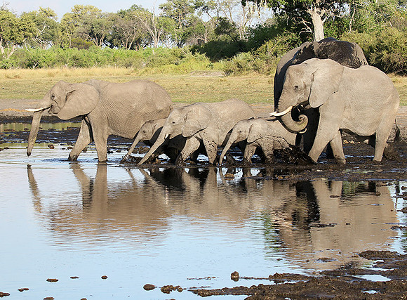 Delta of Okavango