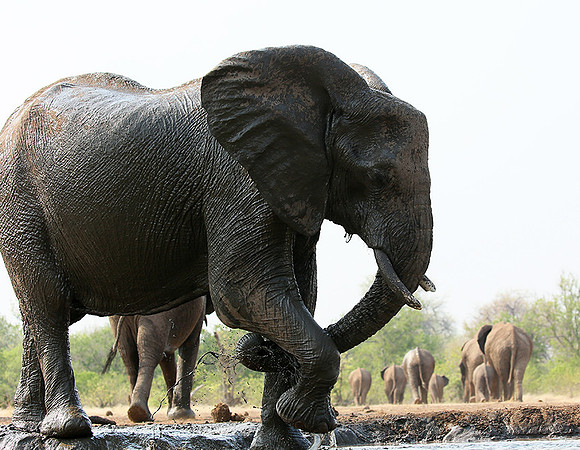 Mashatu game reserve