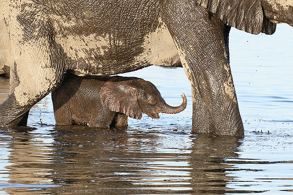 Delta of Okavango