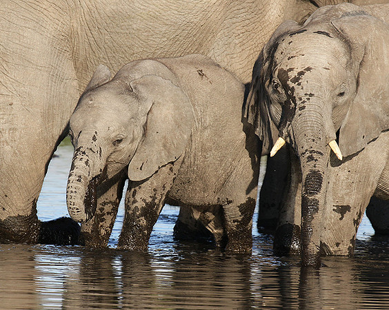 Delta of Okavango