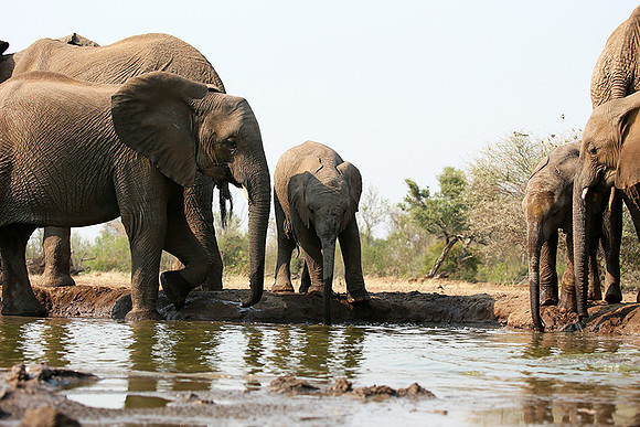 Mashatu game reserve