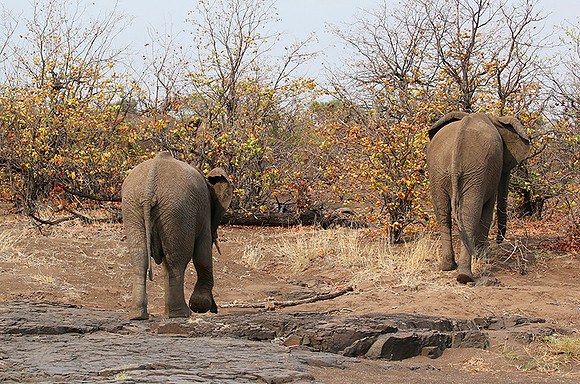 Mashatu game reserve