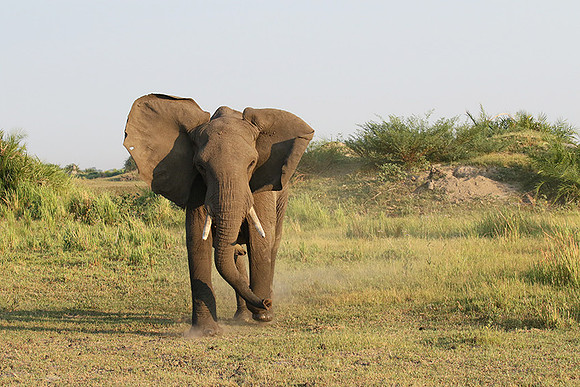 At Duba Plains