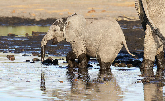 Delta of Okavango