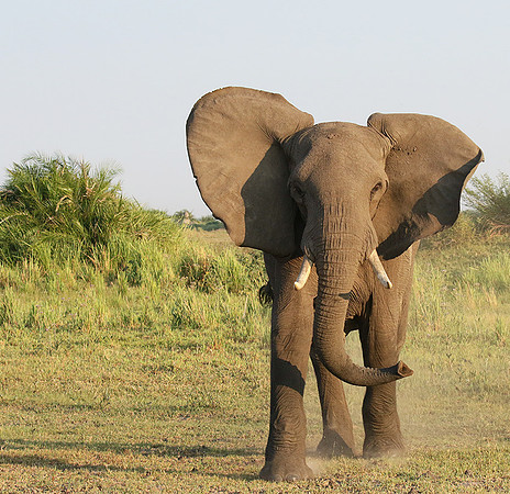 At Duba Plains