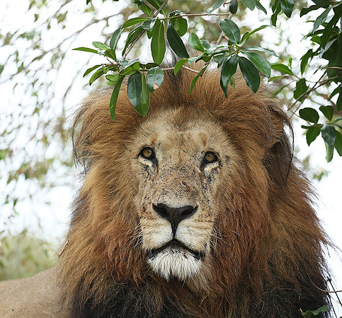 Masaï Mara