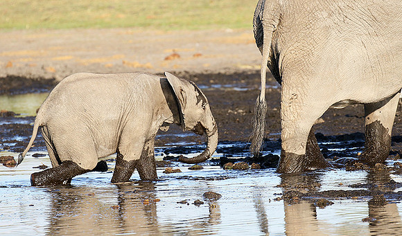 Delta of Okavango