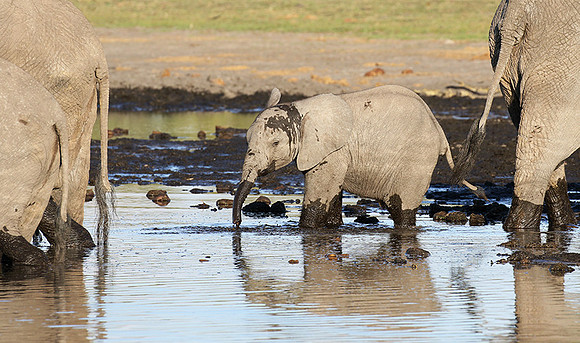 Delta of Okavango