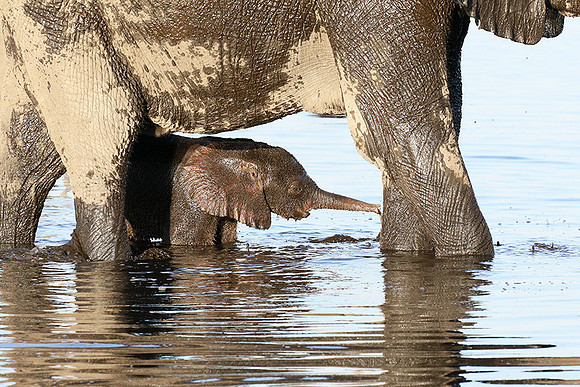 Delta of Okavango
