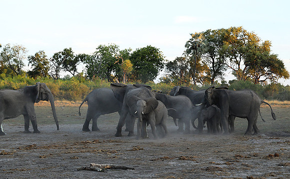 Delta of Okavango - Abu concession